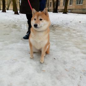сиба-ину зимой