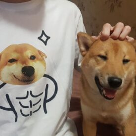 сиба ину на футболке