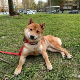 рыжий сиба ину
